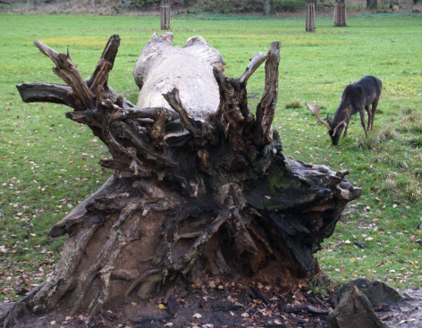 ein äsender Junghirsch neben einem umgestürzten Baumstamm mit gewaltigem Wurzelwerk 